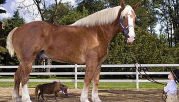 Ten koń został oficjalnie uznany za największego na świecie. Jego wzrost jest niewiarygodny