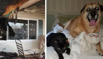 Myślała, że jej kot zginął w pożarze. Po 2 miesiącach jej pies dokonuje zadziwiającego odkrycia