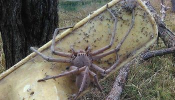 To z pewnością największy pająk, jakiego widziałeś. Jego rozmiar może przyprawić o palpitacje