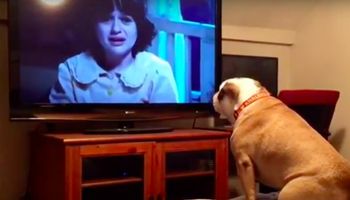 Pies reaguje w niecodzienny sposób podczas oglądania horroru