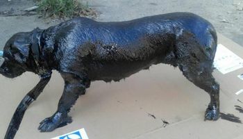 Odnaleźli psa pokrytego toksyczną smołą. Walczyli godzinami, aby go uratować