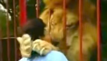 Kobieta będąc w zoo podchodzi do klatki z lwem. Zwierzak reaguje w bardzo nieprzeciętny sposób
