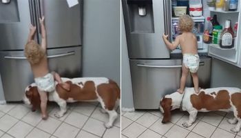 Chłopiec koniecznie chciał wyciągnąć coś z lodówki. Pomoc psa okazała się niezastąpiona!