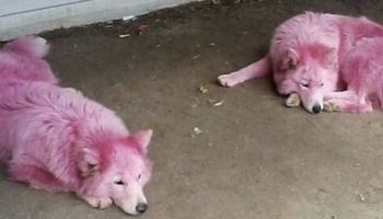 W lesie znaleziono dwa porzucone psy. Ludzi zaniepokoił ich nienaturalny kolor sierści