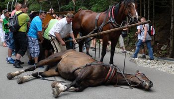 Konie umierają na drogach z przemęczenia, a wszystko dla uciechy turystów i zysków właścicieli