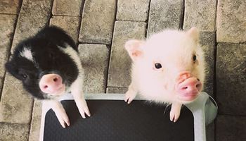 Dwie urocze świnki miniaturowe mają wyjątkowe zadanie. Wkrótce zostaną wykorzystane w terapii