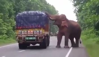 Słoń wyszedł z zarośli i zatrzymał ciężarówkę. Był bardzo zdeterminowany, aby zdobyć…