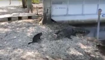 Krokodyl zbliżył się niebezpiecznie blisko chłopca. W obronie dziecka stanął kot