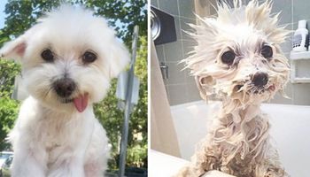 25 zabawnych zdjęć psów przed i w trakcie kąpieli. Niektórym to dopiero zrzedły miny!