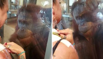 Kobieta miała na ciele rany po poparzeniu. Gdy zauważył je orangutan, zszokował ludzi swoją reakcją