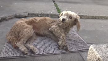 Pies przez kilka godzin leżał bez ruchu na chodniku. Nie był w stanie zrobić kroku