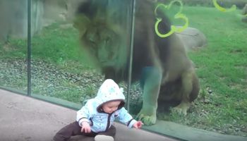 Chłopiec siedział przy klatce lwa. Po chwili zwierzak zaczął zachowywać się agresywnie