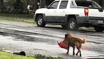 Tuż po niszczycielskim huraganie w Teksasie zauważono psa, który niósł coś dzielnie w pyszczku