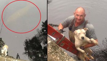 Ratownicy wyciągnęli przerażonego psa z rzeki. Wtedy zauważyli, że zwierzak nie był tam sam
