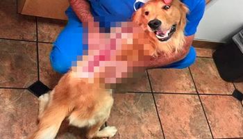 Ktoś oblał grzbiet psa żrącym kwasem. Przerażające rany wydawały się niemożliwe do wyleczenia