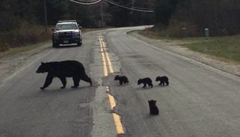 Mały niedźwiadek nie nadążał za mamą i rodzeństwem. Usiadł na drodze i patrzył jak odchodzą