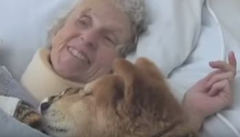 Położono obcego psa obok umierającej kobiety. Nie bez powodu wybrano właśnie jego