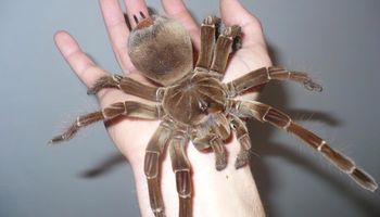 10 zaskakujących faktów o ptaszniku goliacie – największym pająku na świecie