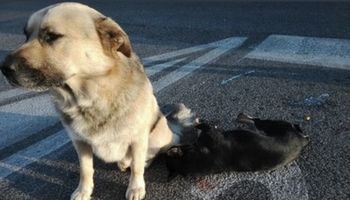 Pies został śmiertelnie potrącony przez samochód. Jego przyjaciel nie był w stanie go opuścić