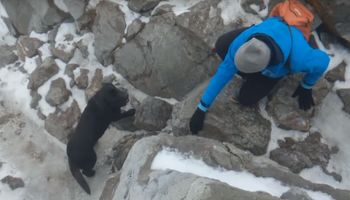 Podczas wspinaczki na Giewont, turyści znaleźli zbłąkanego psa na samym szczycie