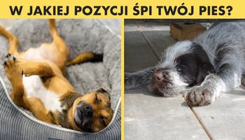 6 pozycji, w których śpią psy. Każda z nich zdradza co myśli i czuje pupil