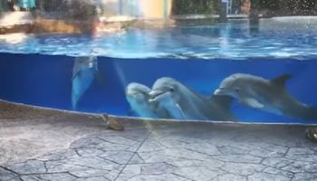 Przy zbiorniku z delfinami bawiły się wiewiórki. Reakcja pływających ssaków jest nadzwyczajna