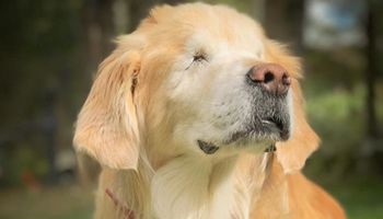 Podobnie jak u ludzi, niektóre psy są niewidome. Nie jest im łatwo odnaleźć się w świecie
