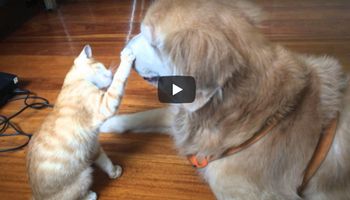 Bali się reakcji psa na adopcję kota. Kiedy zwierzaki się poznają, dzieje się coś niesamowitego