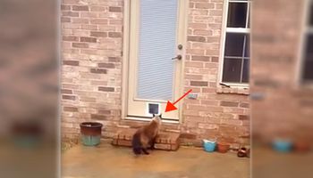 Właściciel godzinami montował drzwi dla kota. Reakcja zwierzaka rozbawiła cały Internet!