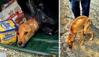 Podczas przeprowadzki wyrzuciła psa do śmietnika. Po trzech dniach zauważyli go śmieciarze