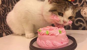 Kot dostał tort na urodziny. Kiedy zaczął go jeść, właściciele szybko chwycili za aparat