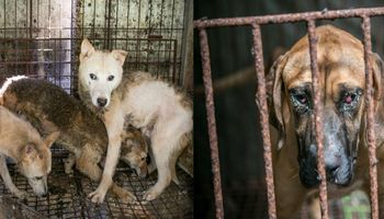 Odnaleziono nielegalną hodowlę psów w Korei Południowej. Zwierzaki miały być sprzedane na mięso