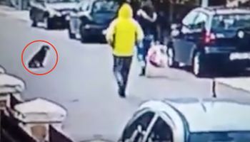 Mężczyzna zaatakował kobietę. Wszystko obserwował siedzący na ulicy pies