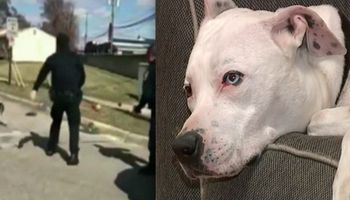 Policjant poraził psa paralizatorem tylko dlatego, że uciekł z domu. Wszystko zostało nagrane
