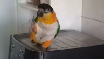 Papuga usłyszała swoją ulubioną irlandzką piosenkę. Zwierzak od razu zaczął tańczyć