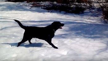 Zabrali psa na spacer po śniegu. Kiedy labrador zaczął się bawić, nie mogli powstrzymać śmiechu
