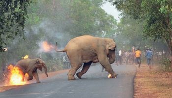 To zdjęcie wstrząsnęło całym światem. Ukazuje piekło, przez jakie przechodzą słonie w Indiach