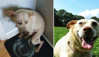15 zdjęć zwierzaków przed i po adopcji. Zmieniły się nie do poznania!
