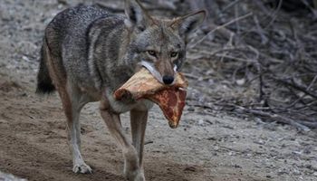 Ten kojot właśnie odkrył swój ulubiony posiłek. Czegoś takiego jeszcze nie widziałeś!