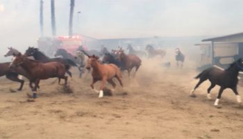 Ryzykowali życie, aby uratować konie przed pożarem. Dramatyczne wideo trafiło do Internetu