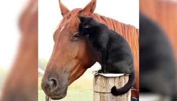 Ten kot i koń są najlepszymi przyjaciółmi. Wszystko robią razem