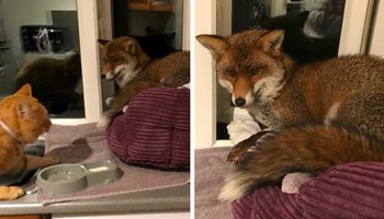 Znalazła lisa w posłaniu swojego kota. Zdziwił ją sposób, w jaki zachowywał się zwierzak