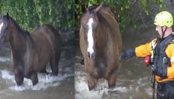 Ten koń utknął w rwącej wodzie i bał się ruszyć. Na szczęście na miejscu pojawili się ratownicy