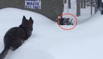 Bezradny pies utknął w śniegu. To, co zrobił wtedy owczarek niemiecki, wzrusza do łez