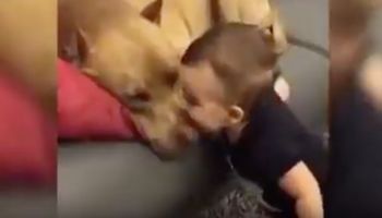 Mały chłopiec pocałował śpiącego pit bulla. Pies nie był mu dłużny