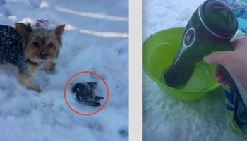 Pies znalazł w śniegu zamarzniętego ptaka. Właścicielka czworonoga od razu wiedziała, co zrobić