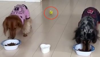 Dwa psy jedzą obiad. To, co zrobił stojący za nimi ptaszek, rozbawiło masę użytkowników
