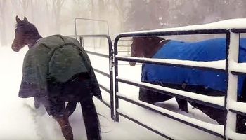 Właścicielka wypuściła swoje konie na śnieg. Reakcja zwierzaków rozbawi cię do łez