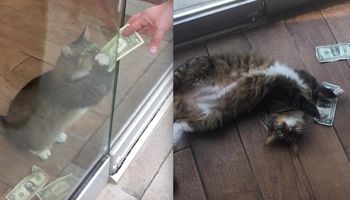 Ta kotka wyjątkowo uwielbia pieniądze. Jej opiekunowie postanowili to wykorzystać