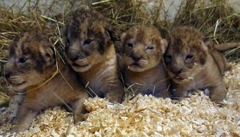 Szwedzkie zoo uśpiło dziewięć zdrowych lwiątek. Powód okazał się być nie do przyjęcia
